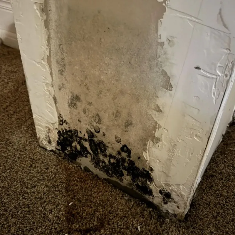 Professional Mold Removal in Grass Valley, CA